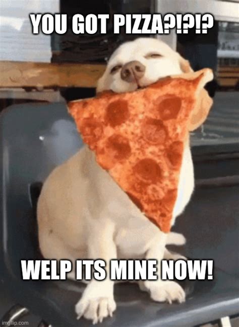 dog eating pizza - Imgflip