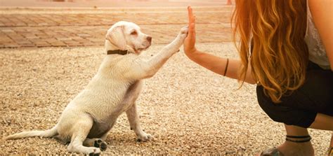 Obedience Training For Dogs | Modern Dog magazine