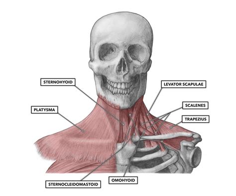 Musculature Of The Cervical Spine Neck Muscle Anatomy Shoulder | Hot Sex Picture