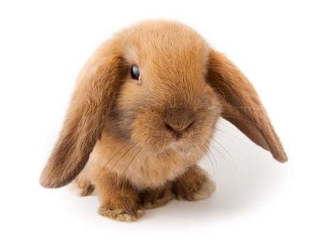 How Big Do Mini Lop Rabbits Get?