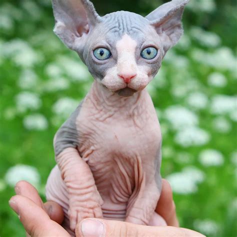 List 96+ Wallpaper Picture Of A Hairless Cat Updated