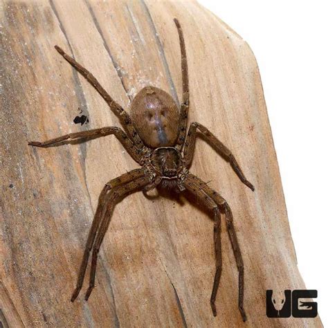 Giant Huntsman Spider (Heteropoda venatoria) For Sale - Underground Reptiles