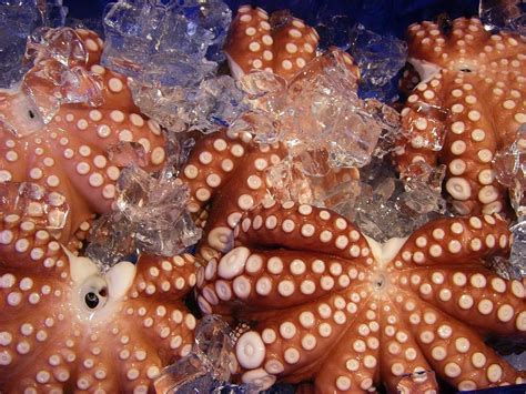 starfish, ice cubes, octopus, frozen, food, seafood, raw, squid, tentacle, marine | Pxfuel