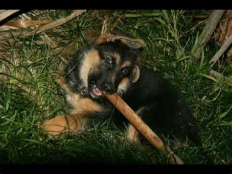 German Shepherd - Blondi - 8 - 18 weeks - YouTube