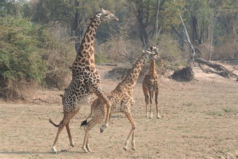 Giraffes Mating in Zambia | Photos from the Africa leg of ou… | Flickr