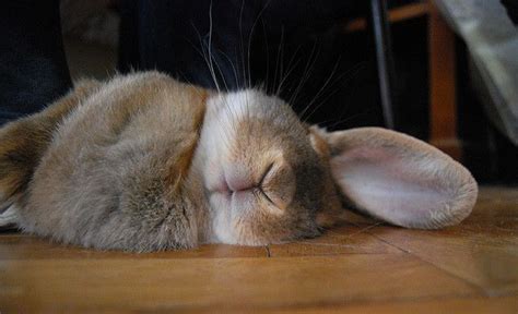 let sleeping bunnies lie. Funny Bunnies, Baby Bunnies, Cute Bunny, Bunny Rabbits, Bunny Pics ...