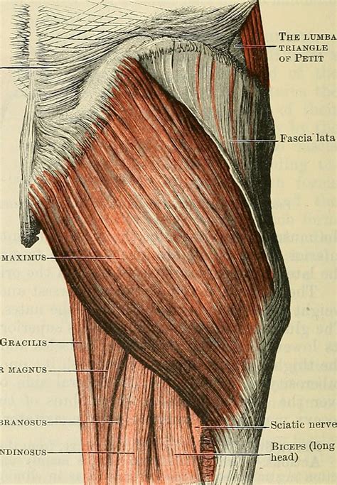 Image from page 449 of "Cunningham's Text-book of anatomy"… | Flickr
