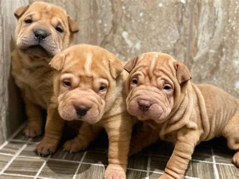 Three Shar-pei pups are ready for new homes Alhambra - Puppies for Sale ...