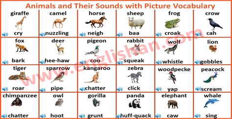 100 Animals and Their Sounds with Picture Vocabulary | Wild animal sounds, Animal sounds, Vocabulary