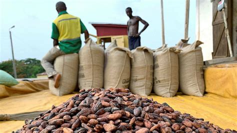 Cocoa price goes up by 21%; now GH¢800 per bag