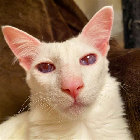 Pangur Albino cat eyes | Albino cat, Pet blog, Albino animals