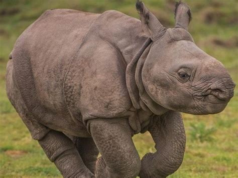 Rare baby rhino born at Chester Zoo given adorable name | Shropshire Star