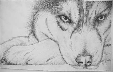 Husky sketch Pencil Drawings Of Animals, Cool Pencil Drawings, Animal ...