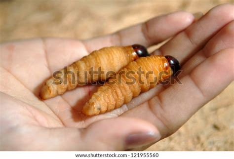 Sago Worm Popular Exotic Snack Sarawak Stock Photo 121955560 | Shutterstock