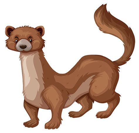 Royalty Free Mongoose Clip Art, Vector Images & Illustrations - iStock