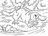 Platypus coloring page  Coloring Pages 4 U sketch template