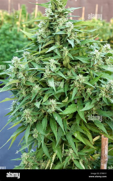 Cannabis 'Harlequin' hybrid flowering plant Stock Photo - Alamy