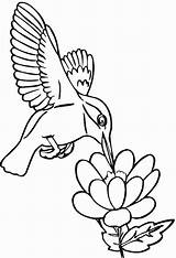 Free Printable Hummingbird Coloring Pages For Kids sketch template