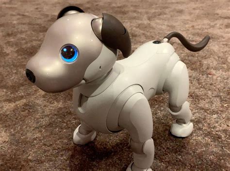 Sony Aibo Robot Dog Review: K-9 Eat Your Heart Out | Foster dog, Robot animal, Dogs