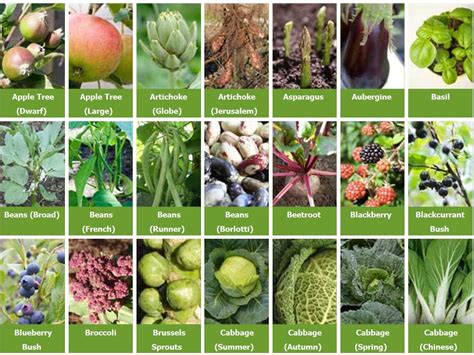 GrowGuide Plant Index | Veggie garden, Veg garden, Fruit garden