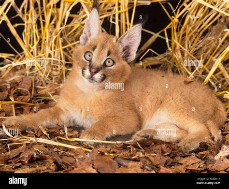 Caracal Cub Caracal caracal Stock Photo - Alamy