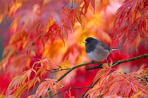 31 Animals that Simply Love the Autumn