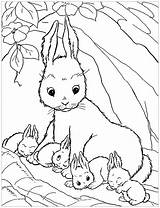 Rabbit & bunnies coloring Page For kids  Bunny Coloring Pages sketch template
