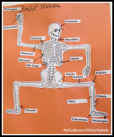 Skeleton With Labeled Bones