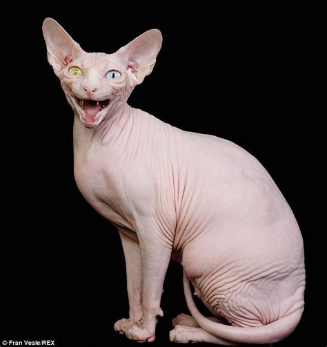 The odd-eyed hairless Sphynx cat who's a prize-winning champion | Hairless cat, Sphynx cat, Cat ...