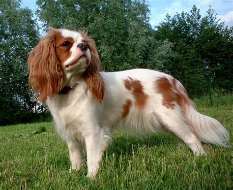 English Toy Spaniel - SpockTheDog.com