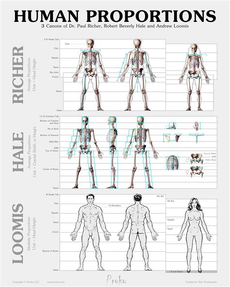 Human figure, Human figure drawing, Body anatomy