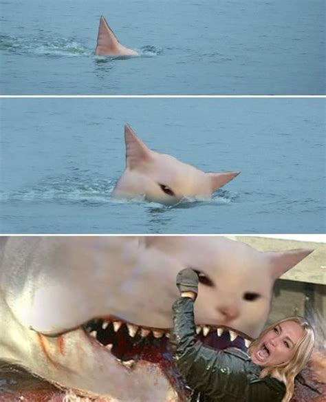 33 Random Memes To Keep You Busy in 2021 | Shark week memes, Cat memes, Memes