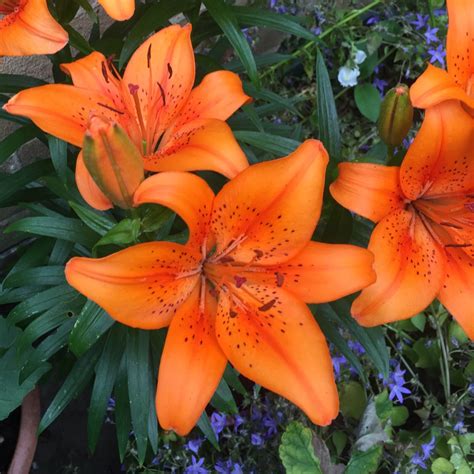 Lilium bulbiferum, Lily (Species) Orange Lily in GardenTags plant ...