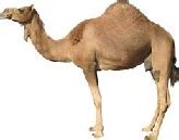 Gbigs Angle: Camel License Plates