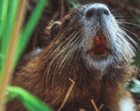 Beaver Adaptations - Tualatin Soil and Water Conservation District