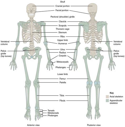 Anatomy Of Appendicular Skeleton Bones | MedicineBTG.com