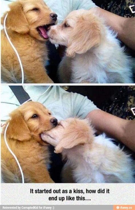 Started out with a kiss... | Cute animals, Funny animal pictures, Cute dogs