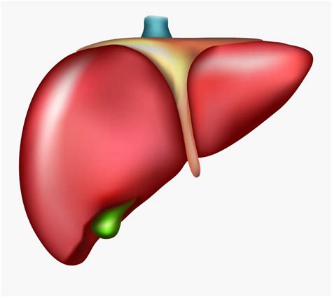 Organ Drawing Human Model Liver Png Free Transparent Clipart | The Best Porn Website