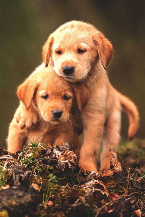 Free download Free Dog Wallpapers [1600x1200] for your Desktop, Mobile & Tablet | Explore 29 ...