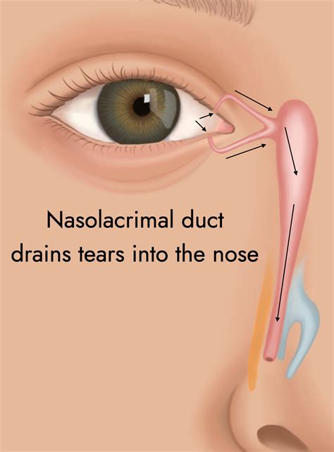 Nasolacrimal Duct Eye Model