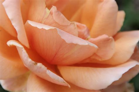 Close-up Rose Petals Free Stock Photo - Public Domain Pictures