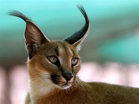 Caracal Eyes by Achim Mittler » Emma's Cats