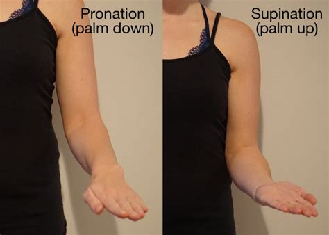 Did you know that the elbow joint is particularly at risk for stiffness ...