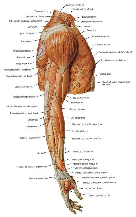 Arm Muscles Diagrams | Diagram Link | Leg anatomy, Shoulder anatomy ...