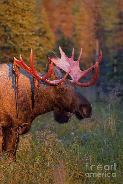 Moose Shedding Velvet Photograph by Tim Grams