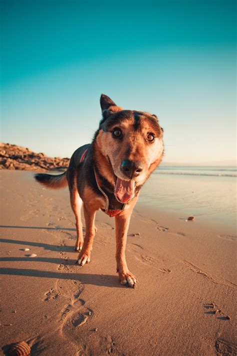 Best Dog Friendly Beaches in California - California Unpublished