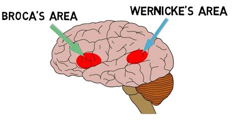 Wernicke’s Area | Location and Function | Practical Psychology