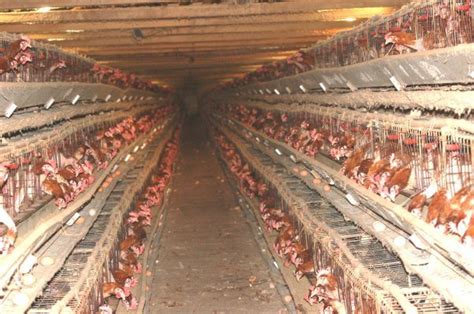 battery cage hens - Say No To Chicken Farms! Photo (13507127) - Fanpop