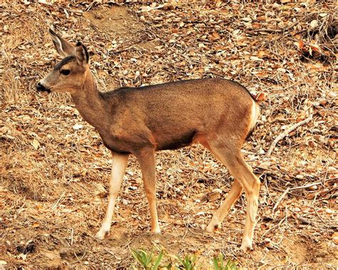 Deer Pose Photograph by Andrew Lawrence