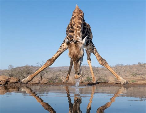 Giraffe Drinking Water Photograph by Bart Michiels | Pixels